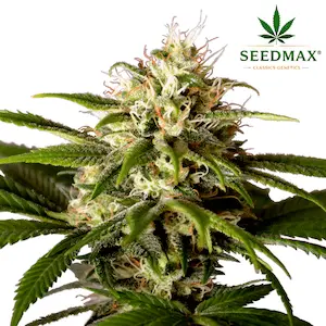 Big Bud