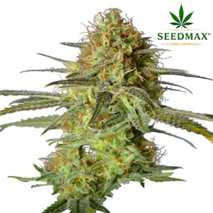 Jack Herer