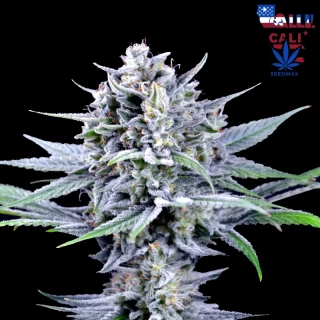Blue Dream Full Terpens