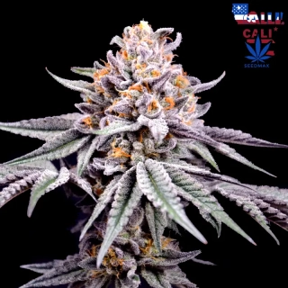 Cali Cream Gelato