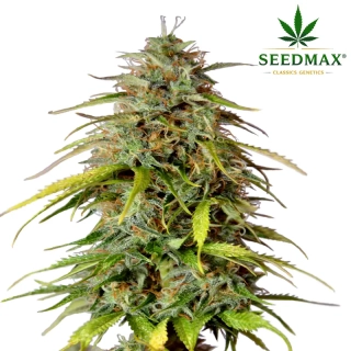 Big Bud Auto