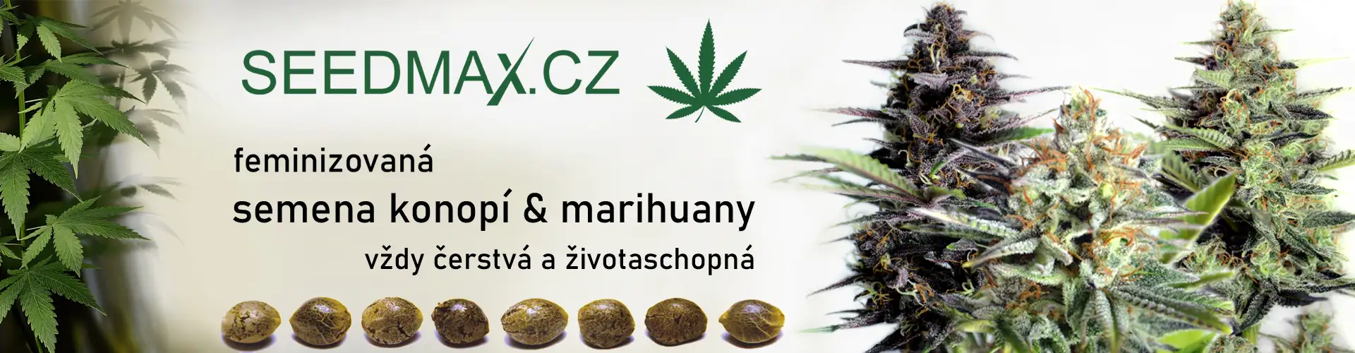 Semena konopí a marihuany